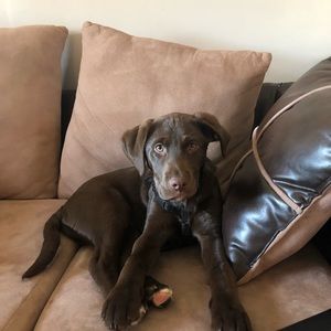 Meet your Posher, Abby